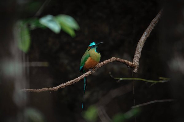 Est-ce que l'essence de térébenthine nettoie le bois ?